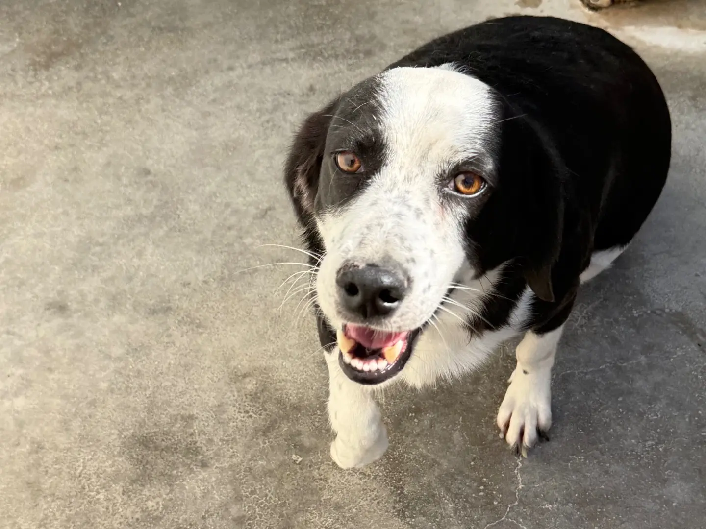 Adozione cane, femmina, Razza sconosciuta Razza sconosciuta, 2 anni e 8 mesi, taglia media contenuta, Latina