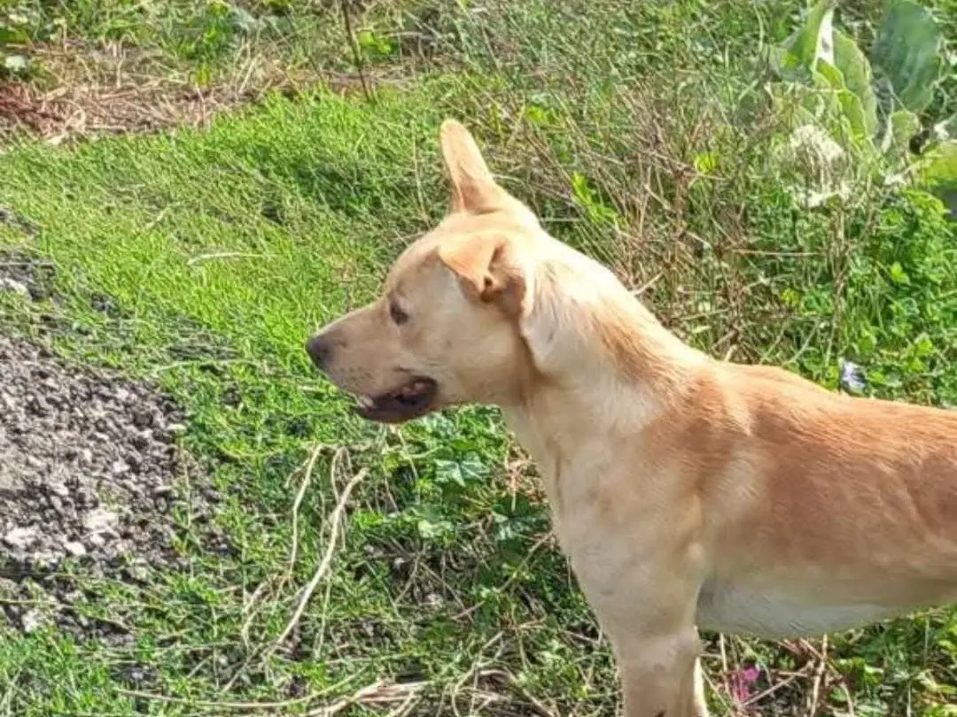 Adozione cane, maschio, Razza sconosciuta Razza sconosciuta, 3 anni e 4 mesi, taglia media contenuta, Avellino