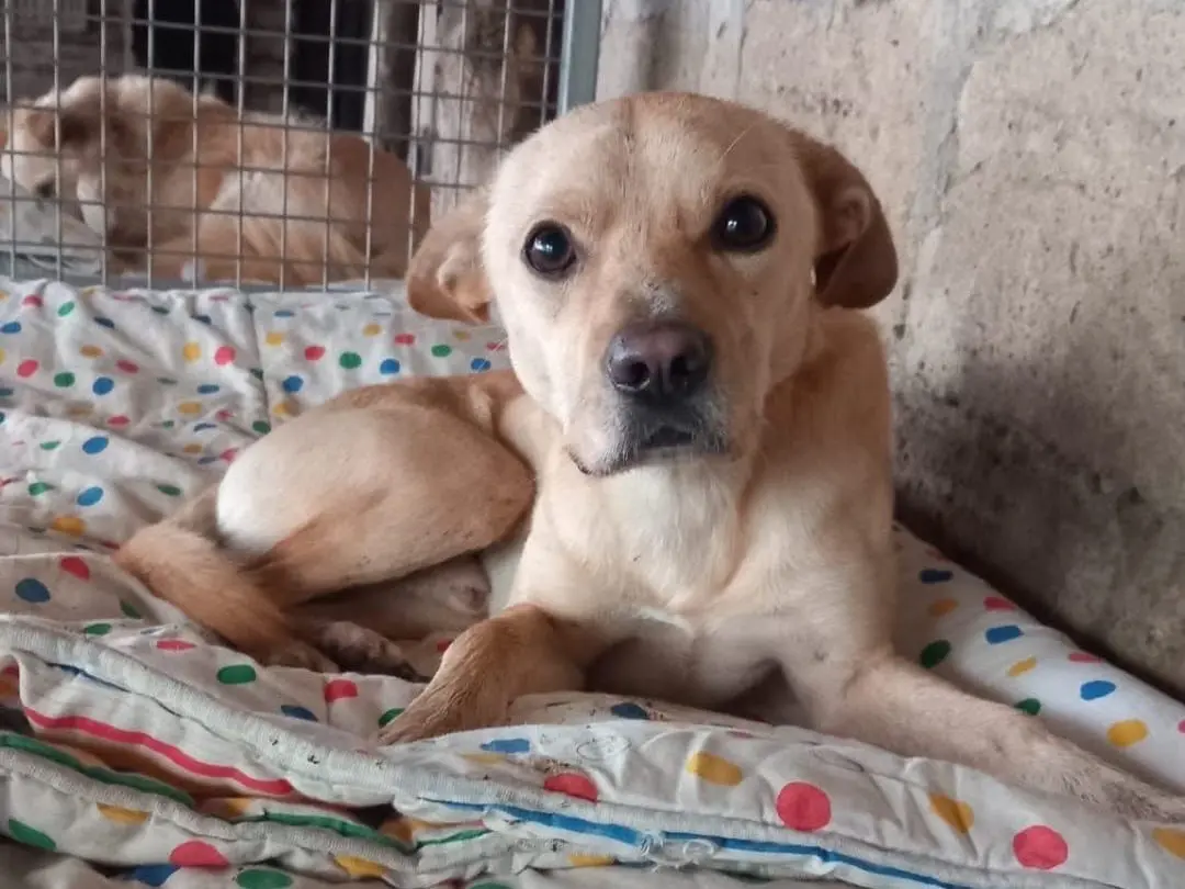 Adotta un cane, maschio, 3 anni e 4 mesi, Avellino