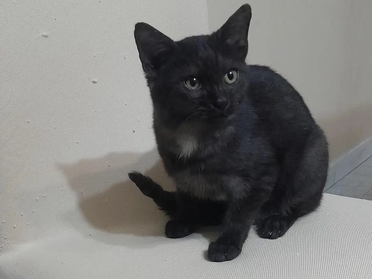 Vuoi adottare un gatto a Milano?