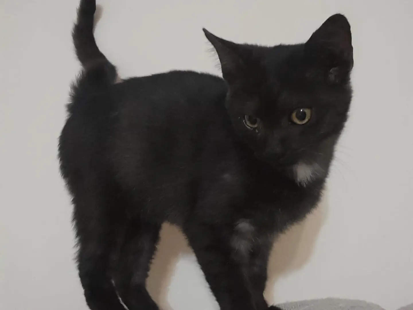 Adotta un gatto, taglia non valida, maschio, Milano