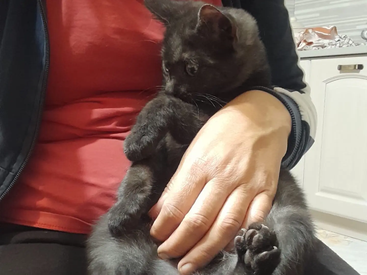 Adotta un gatto, maschio, 1 anno e 3 mesi, Milano