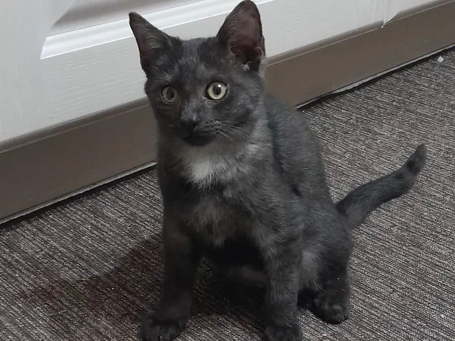 Adozione gatto, maschio, Razza sconosciuta Razza sconosciuta, 1 anno e 3 mesi, taglia non valida, Milano