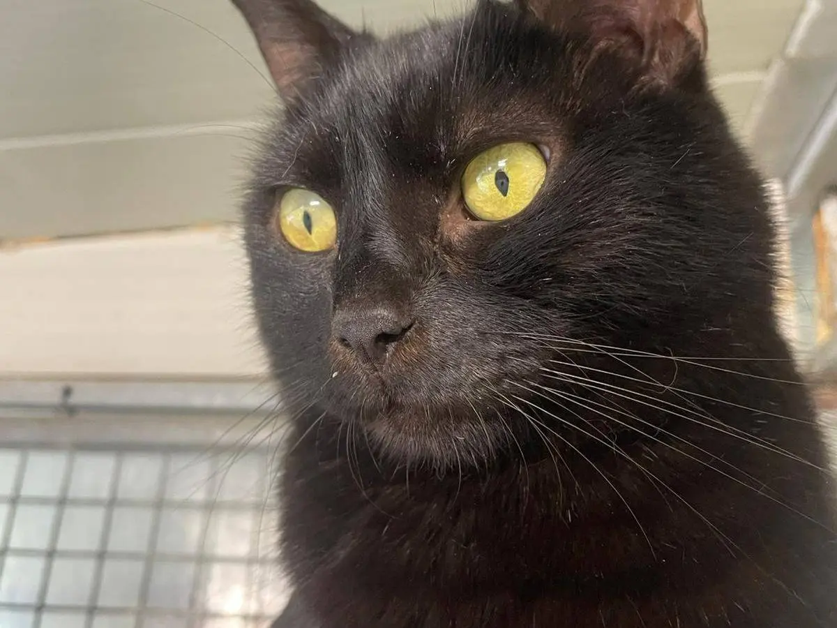 Adozione gatto, maschio, Razza sconosciuta Razza sconosciuta, 11 anni e 5 mesi, taglia non valida, Terni