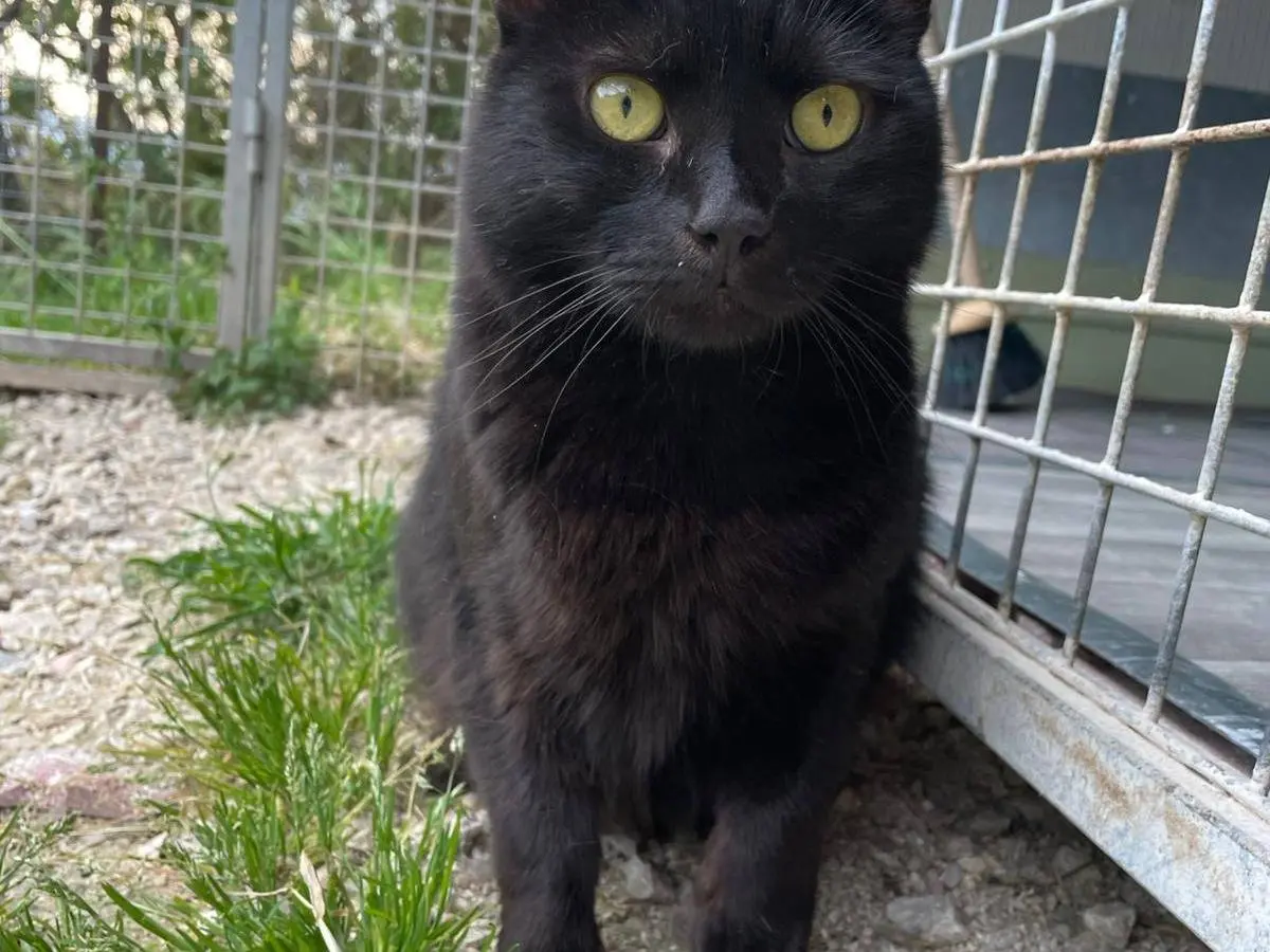 Adotta un gatto, taglia non valida, maschio, Terni