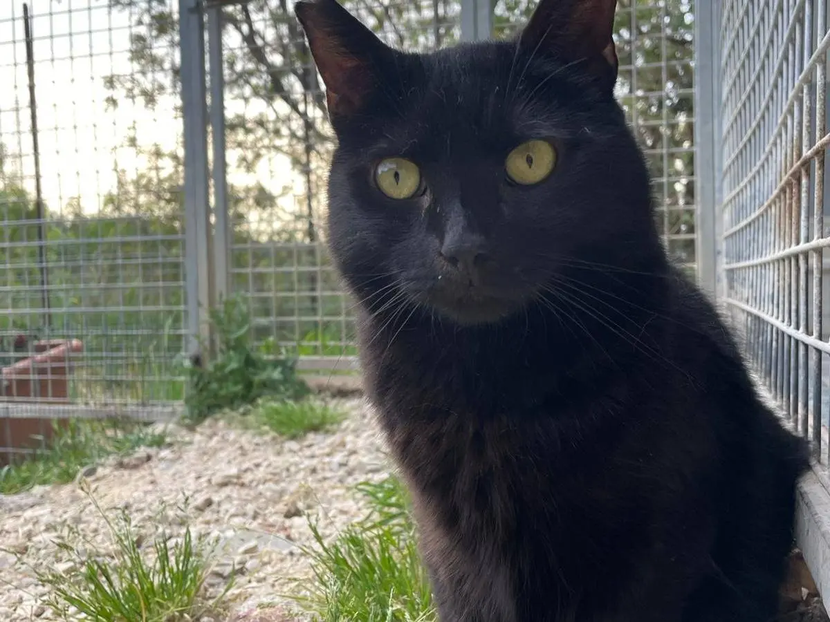 Adotta un gatto, maschio, 11 anni e 5 mesi, Terni