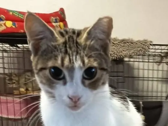 Adozione gatto, femmina, Razza sconosciuta Razza sconosciuta, 1 anno e 5 mesi, taglia non valida, Livorno
