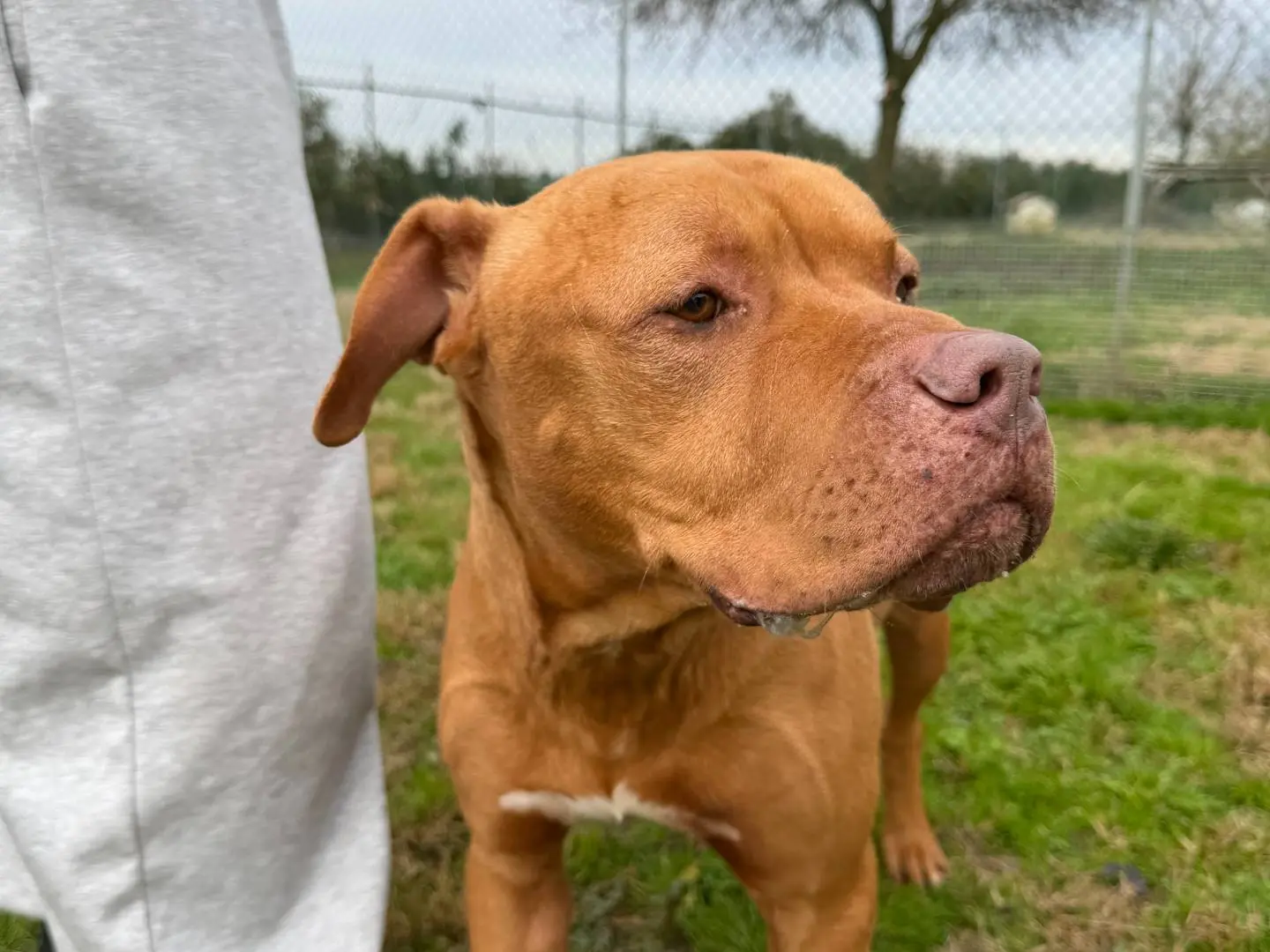Vuoi adottare un cane a Ferrara?