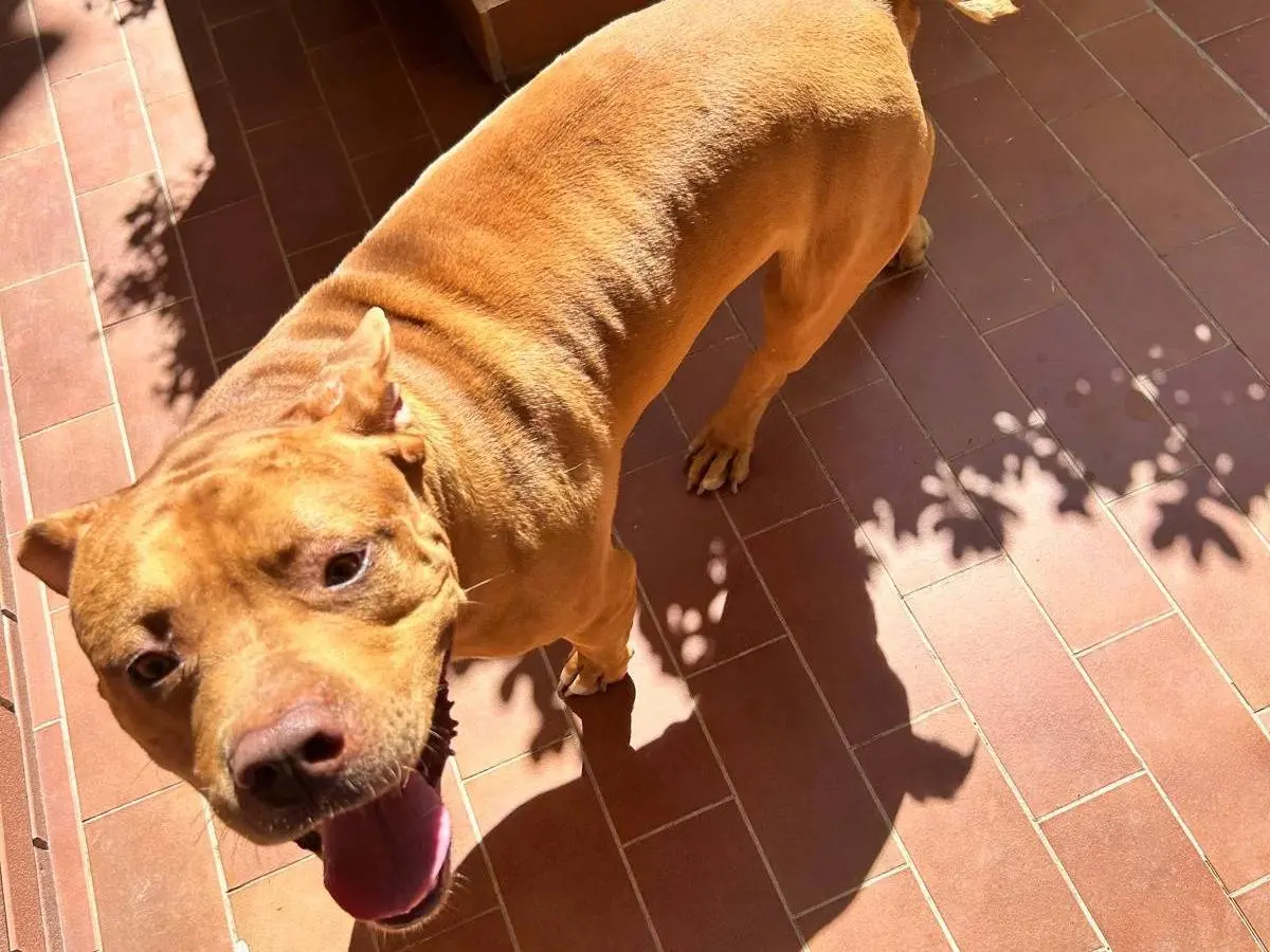 Adotta un cane, maschio, 8 anni e 5 mesi, Ferrara