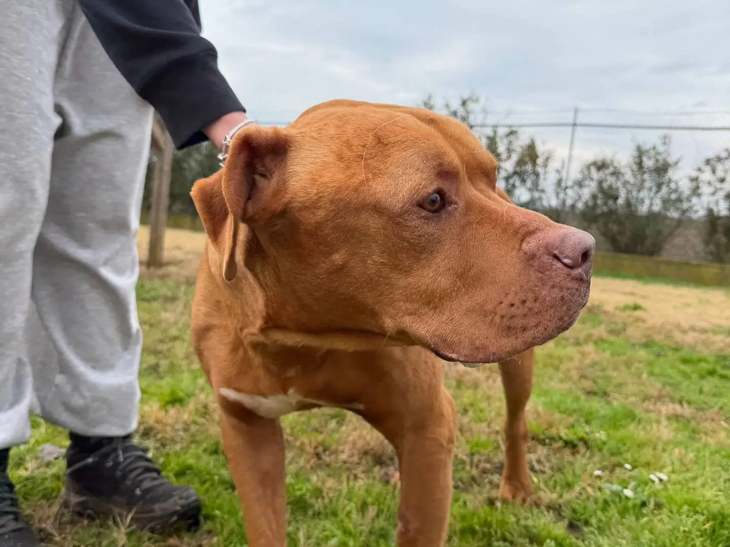 Adozione cane, maschio, Pitbull Razza sconosciuta, 8 anni e 5 mesi, taglia media, Ferrara