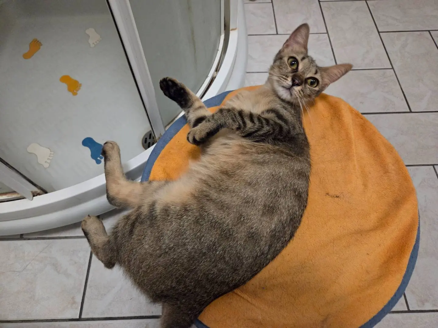 Adotta un gatto, femmina, 1 anno e 1 mese, Parma