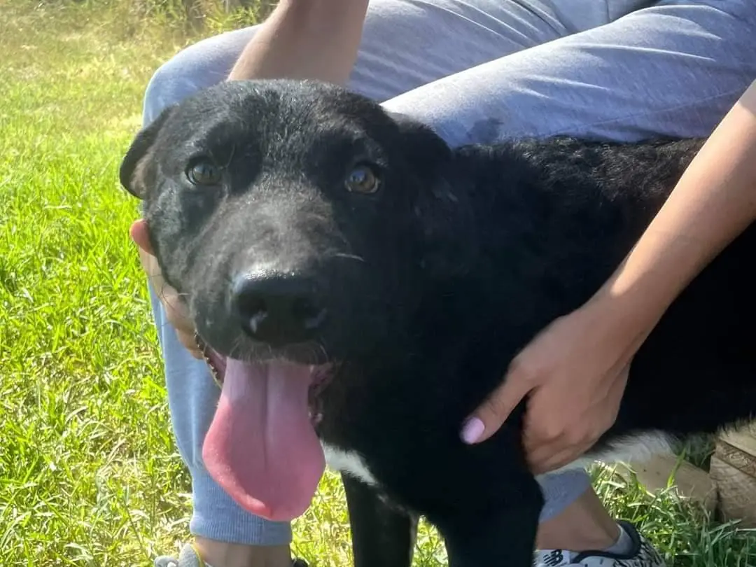 Adotta un cane, maschio, 2 anni e 10 mesi, Latina