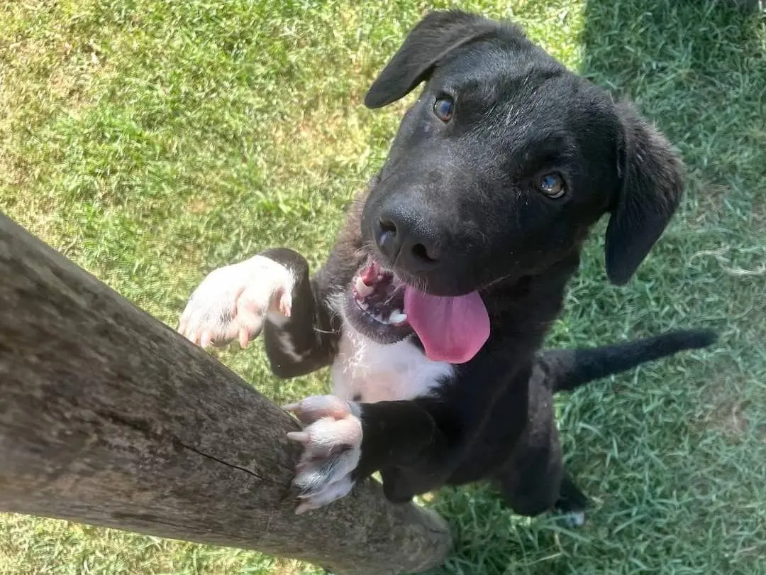 Adozione cane, maschio, Razza sconosciuta Razza sconosciuta, 2 anni e 10 mesi, taglia media contenuta, Latina