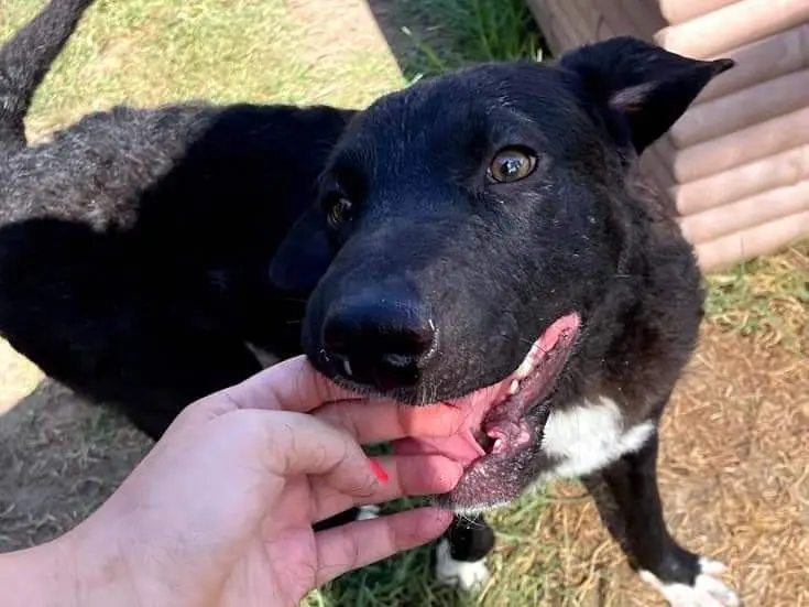 Adotta un cane, taglia media contenuta, maschio, Latina