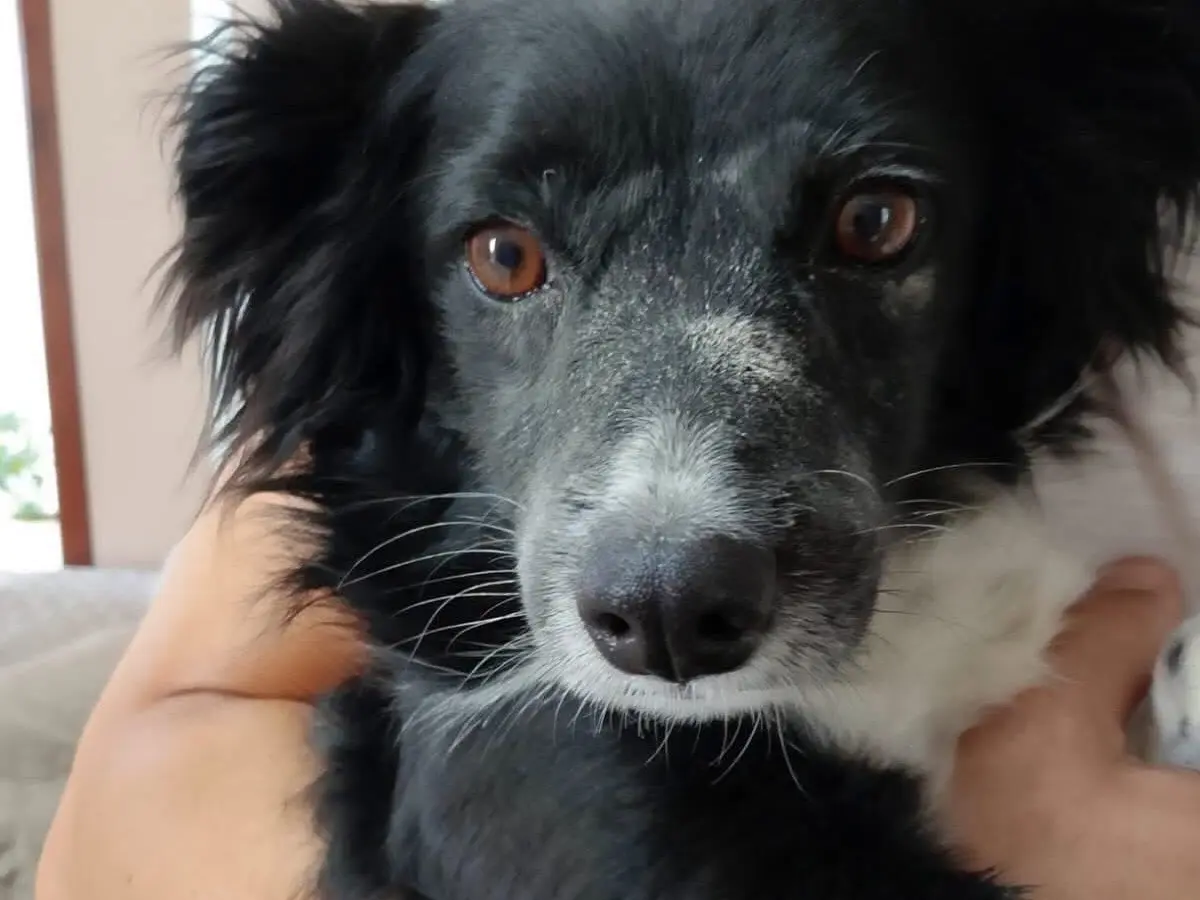 Adozione cane, femmina, Razza sconosciuta Razza sconosciuta, 6 anni e 1 mese, taglia piccola, Latina