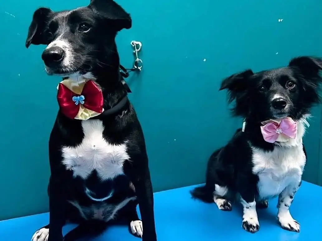 Adotta un cane, femmina, 6 anni e 1 mese, Latina