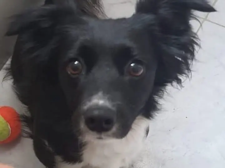 Adotta un cane, taglia piccola, femmina, Latina