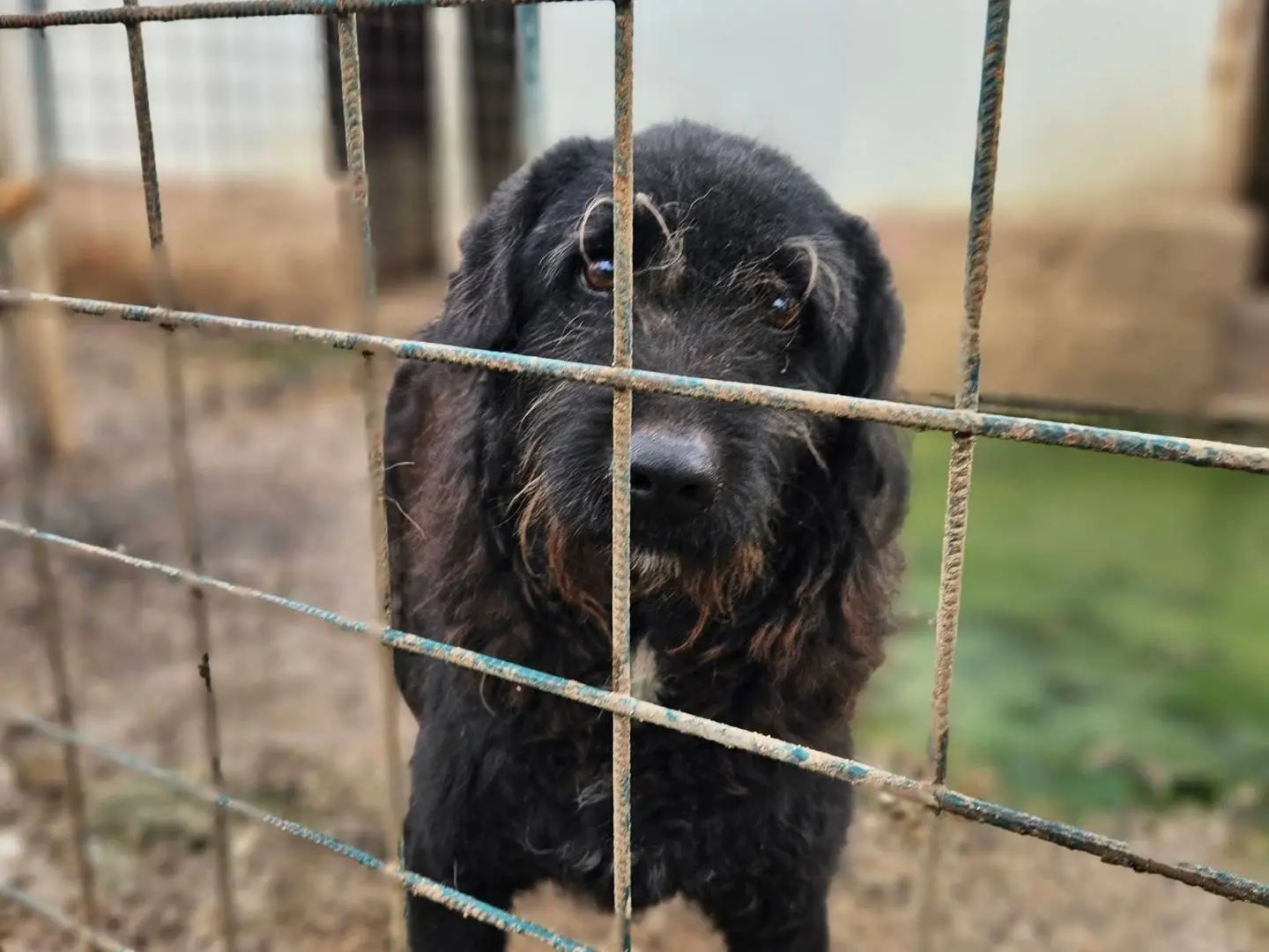 Adozione cane, maschio, Razza sconosciuta Razza sconosciuta, 5 anni, taglia media, Avellino