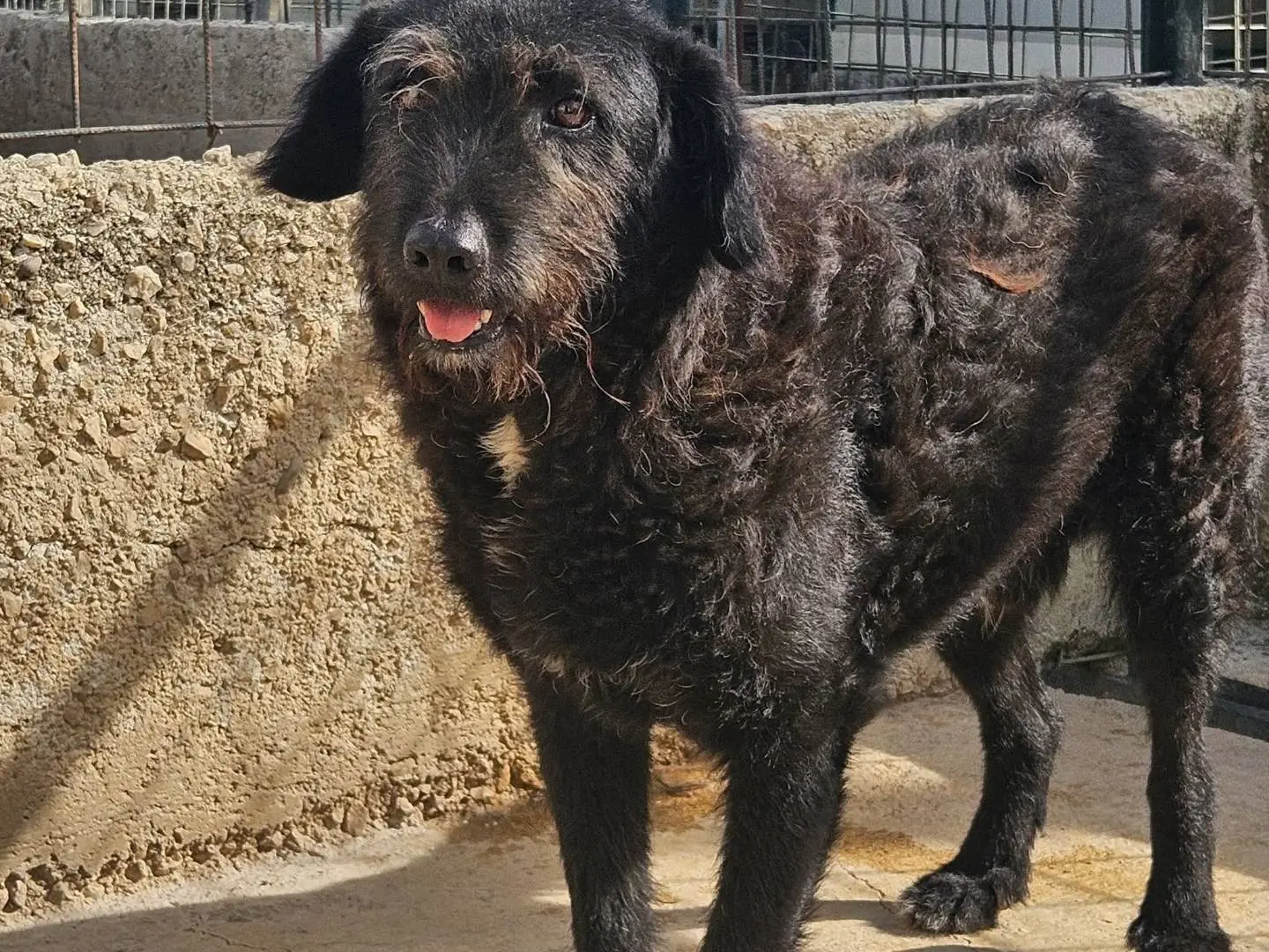 Adotta un cane, maschio, 5 anni, Avellino