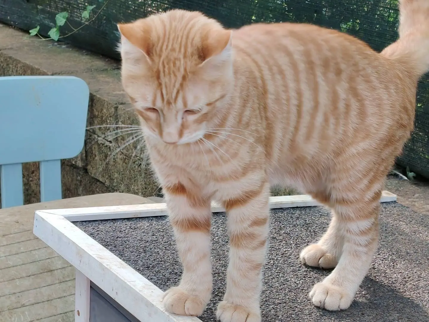 Adozione gatto, maschio, Razza sconosciuta Razza sconosciuta, 6 mesi, taglia non valida, Roma