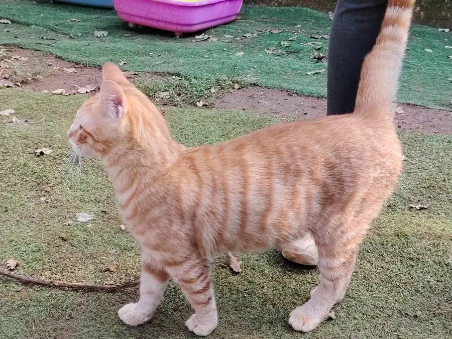 Adotta un gatto, taglia non valida, maschio, Roma