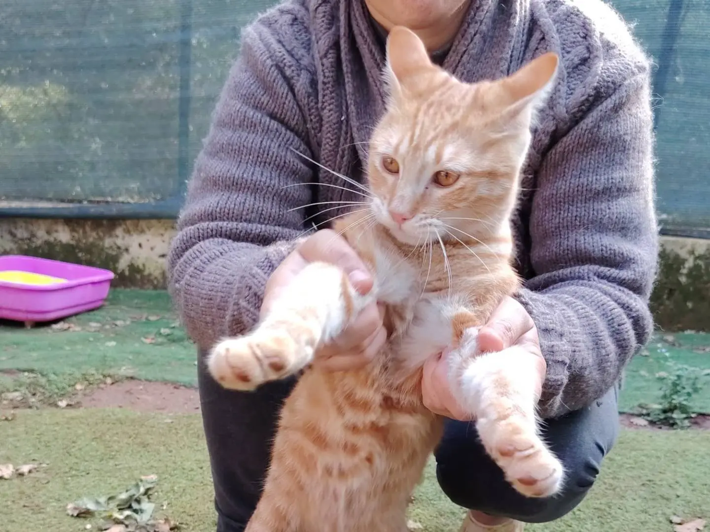 Adotta un gatto, maschio, 6 mesi, Roma