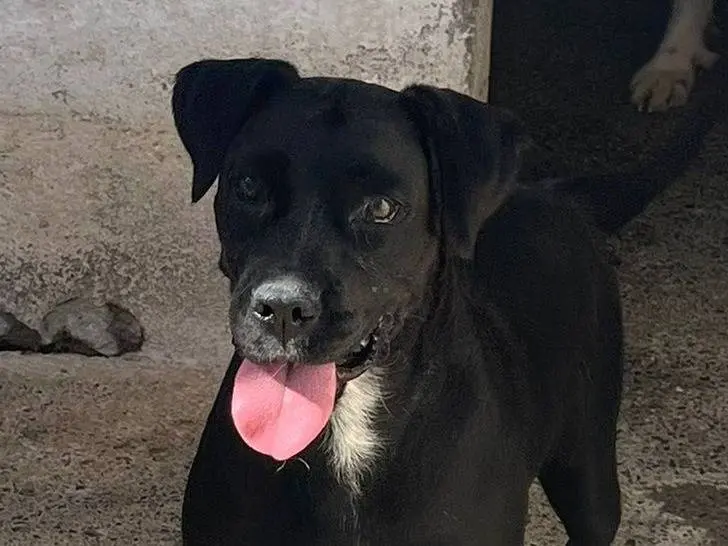 Adozione cane, femmina, Razza sconosciuta Razza sconosciuta, 4 anni e 3 mesi, taglia media, Crotone
