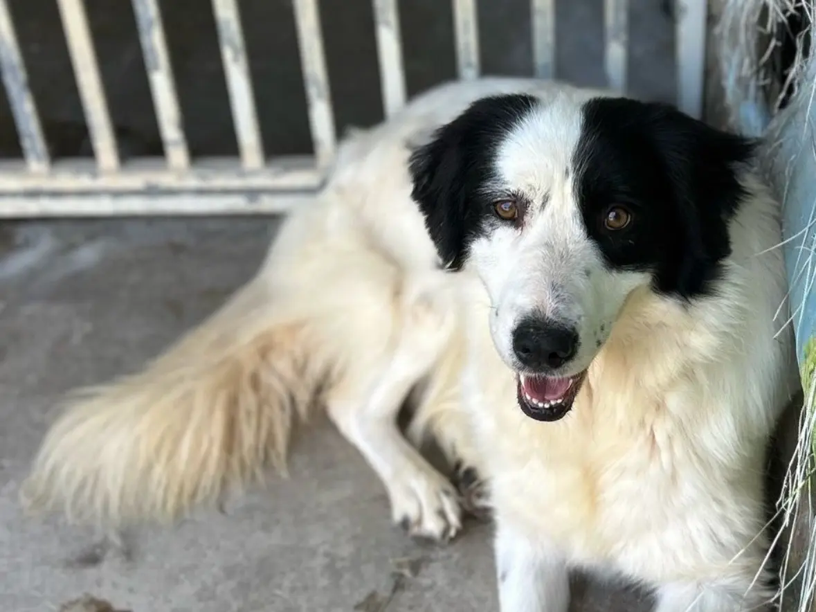 Adotta un cane, femmina, 3 anni e 7 mesi, Treviso