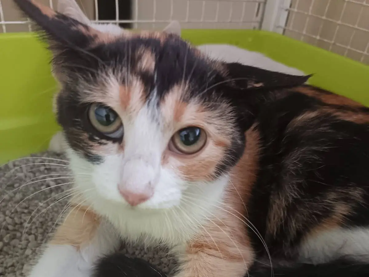 Adozione gatto, femmina, Razza sconosciuta Razza sconosciuta, 4 mesi, taglia non valida, Ravenna