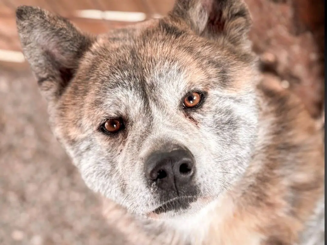 Adozione cane, maschio, Akita Razza sconosciuta, 3 anni e 3 mesi, taglia grande, Crotone