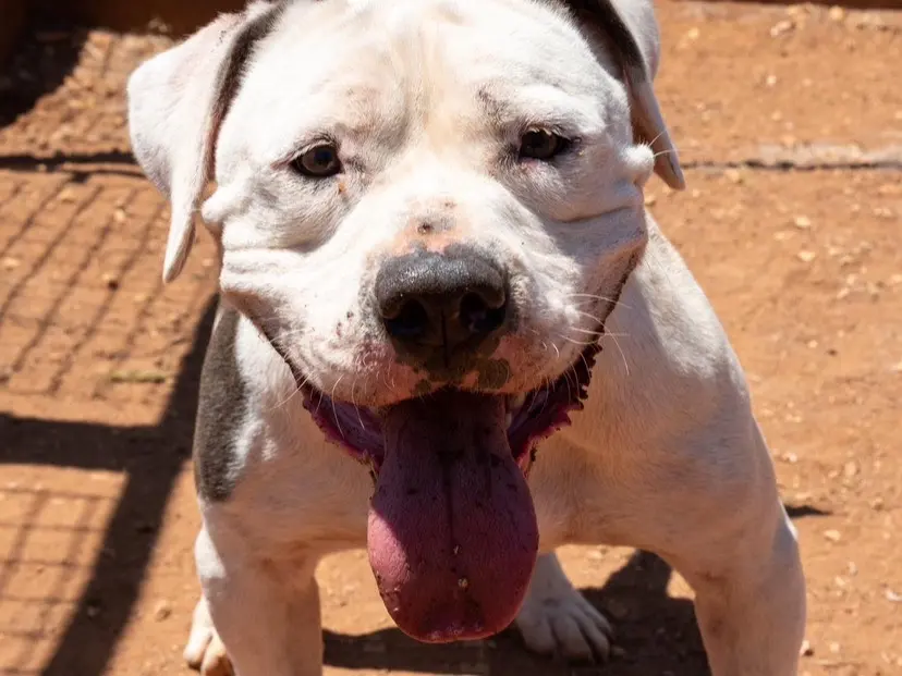 Adotta un cane, maschio, 7 anni e 5 mesi, Bari