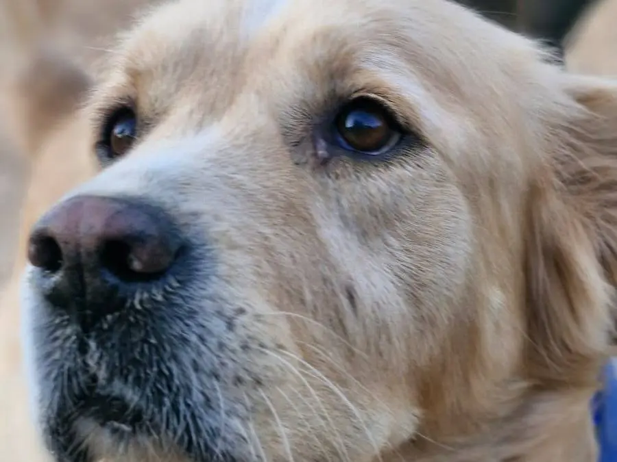 Adozione cane, maschio, Golden Retriever Razza sconosciuta, 3 anni e 4 mesi, taglia media, Milano