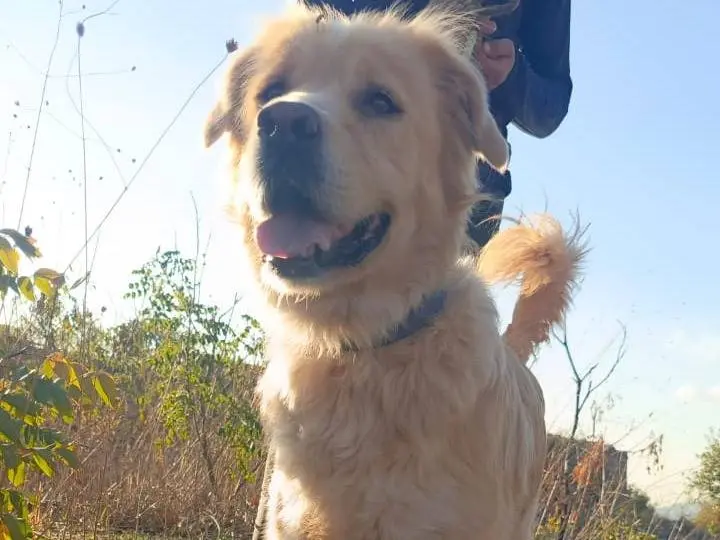 Adotta un cane, maschio, 3 anni e 4 mesi, Milano