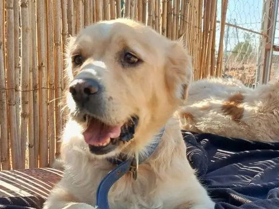 Adotta un cane, taglia media, maschio, Milano