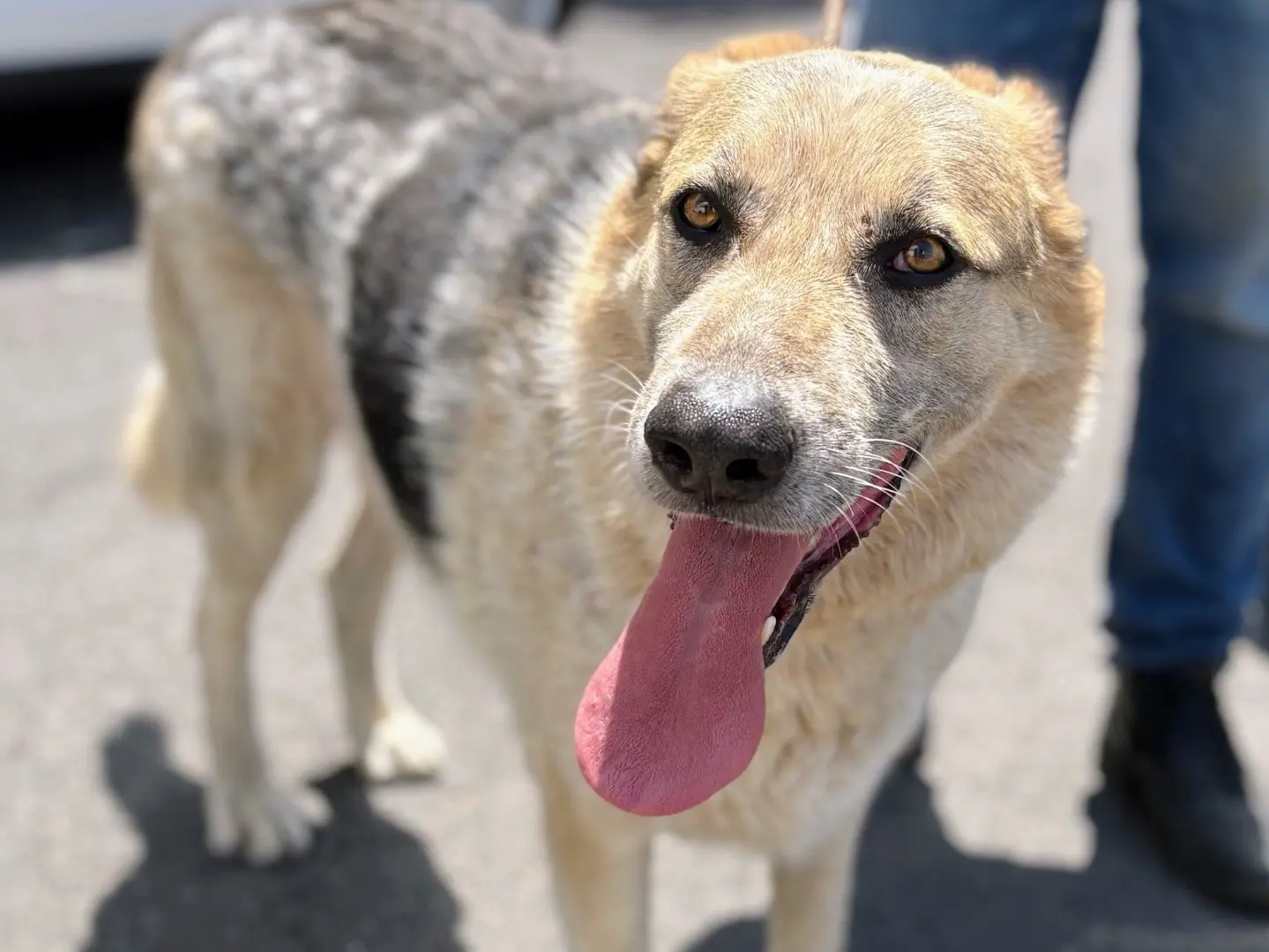 Adotta il cane Sting a Siracusa