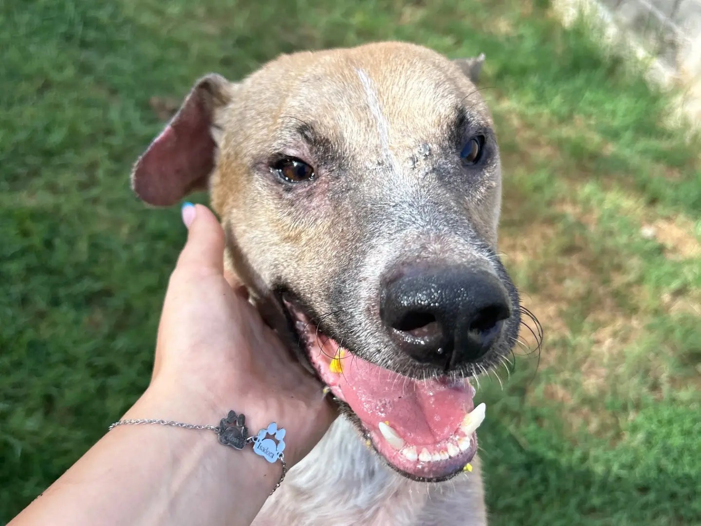 Adotta il cane Calogero a Latina