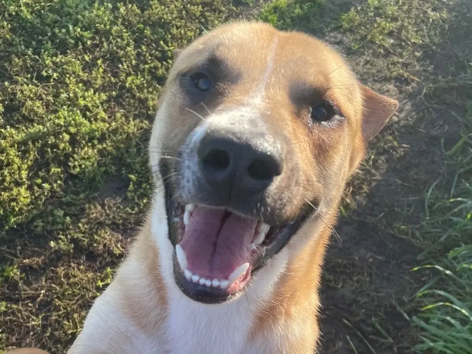 Adozione cane, maschio, Razza sconosciuta Razza sconosciuta, 4 anni e 11 mesi, taglia media, Latina