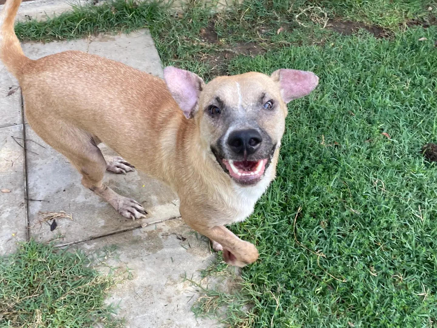 Adotta un cane, taglia media, maschio, Latina