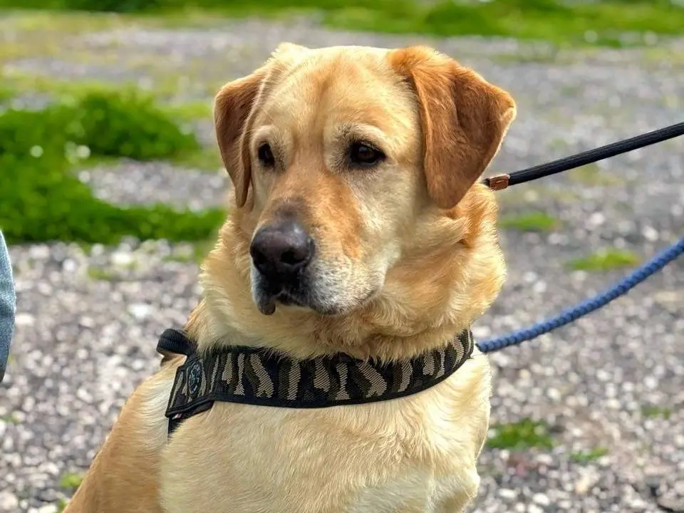 Adotta il cane Marley a Napoli