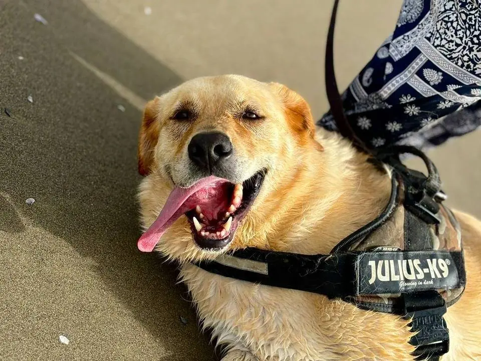 Adotta un cane, taglia grande, maschio, Napoli