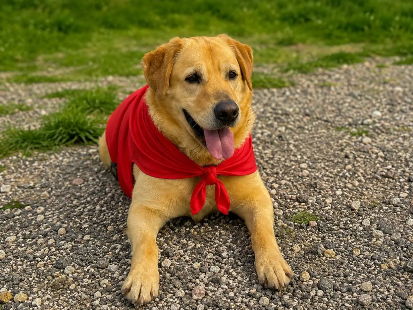 Adozione cane, maschio, Labrador Retriever Razza sconosciuta, 7 anni e 7 mesi, taglia grande, Napoli