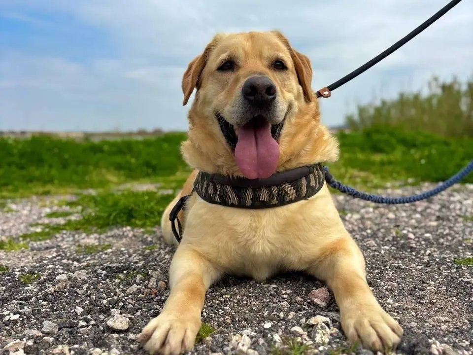 Adotta un cane, maschio, 7 anni e 7 mesi, Napoli