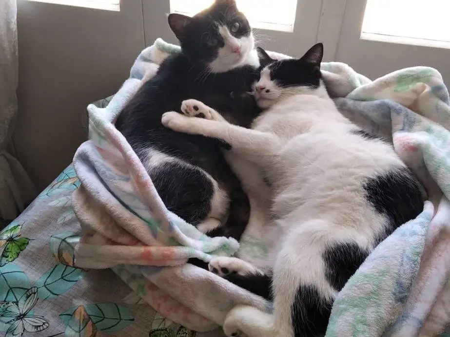 Adozione gatto, maschio, Razza sconosciuta Razza sconosciuta, 5 anni, taglia non valida, Roma