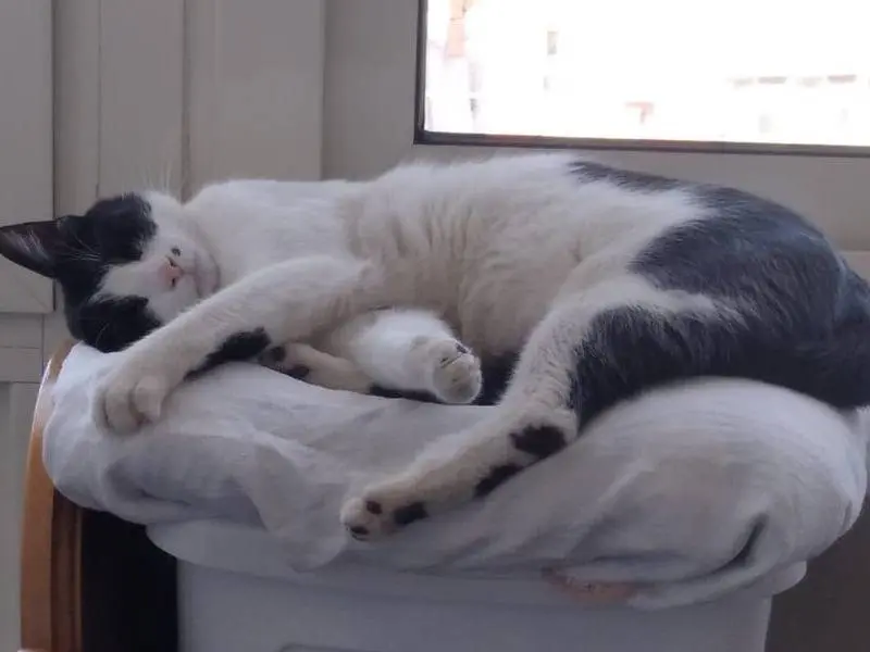 Adotta il gatto Micha e Rainbow a Roma