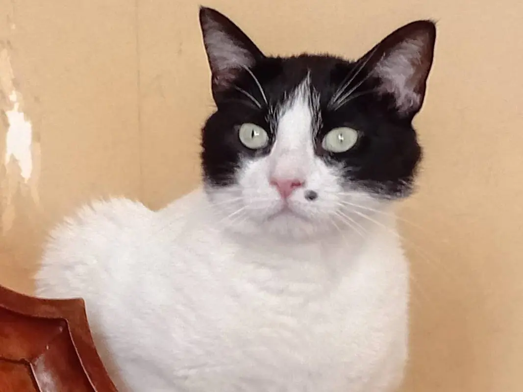 Adotta un gatto, taglia non valida, maschio, Roma