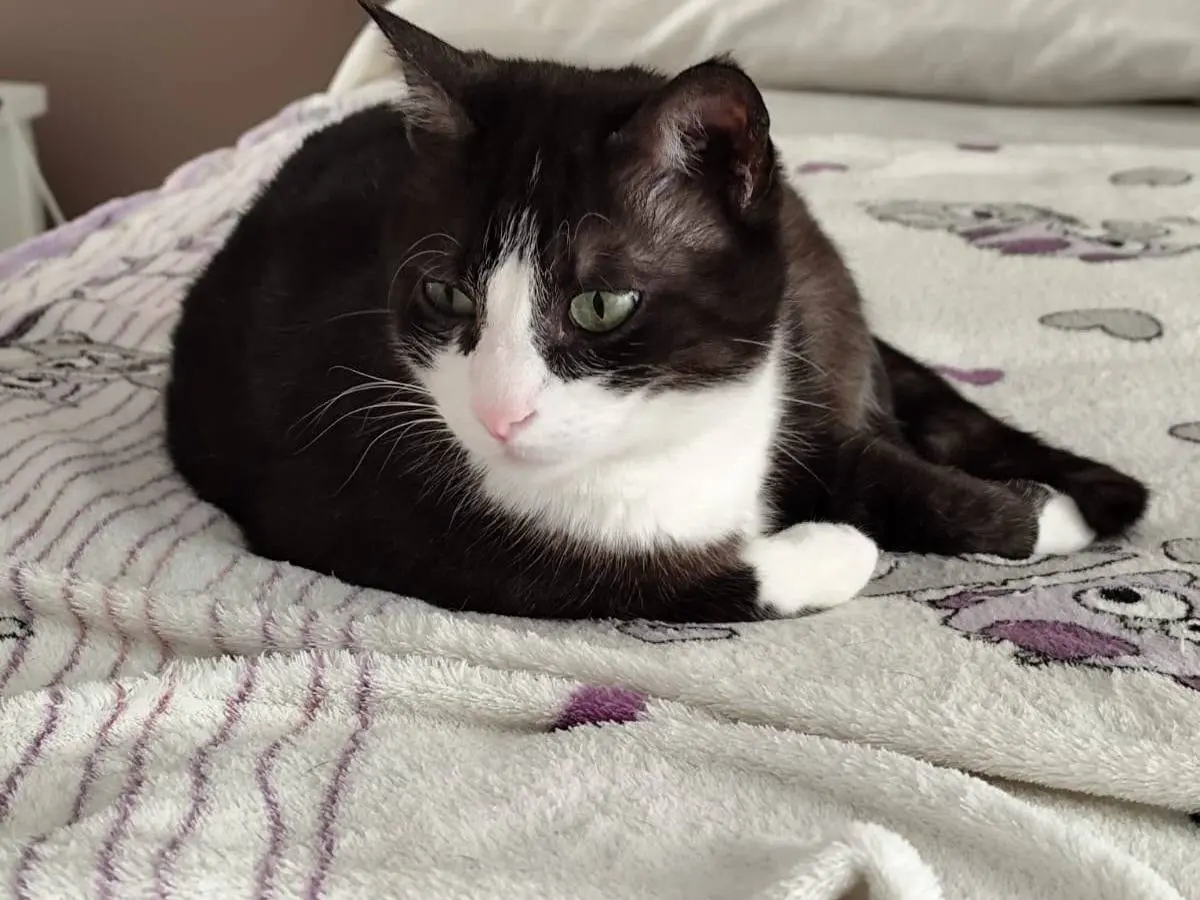Adotta un gatto, maschio, 5 anni, Roma