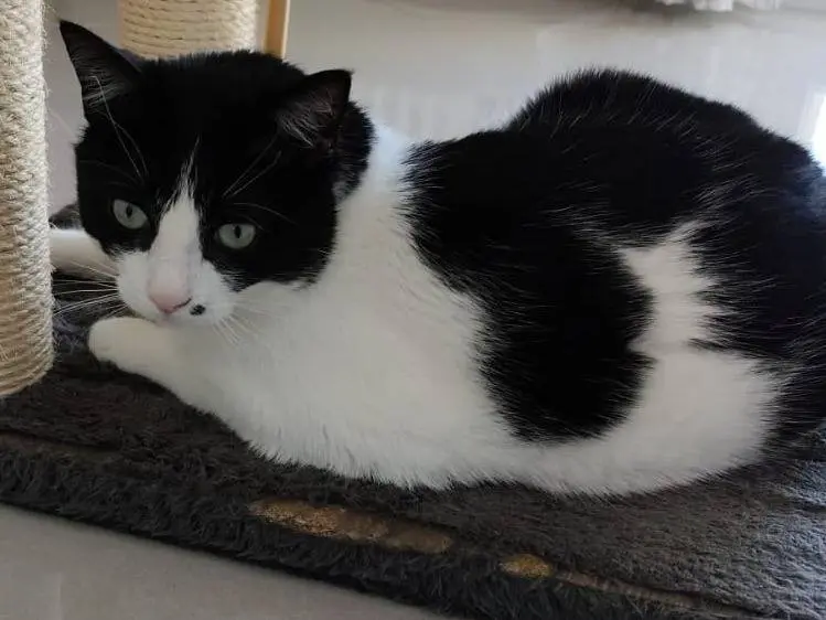 Vuoi adottare un gatto a Roma?