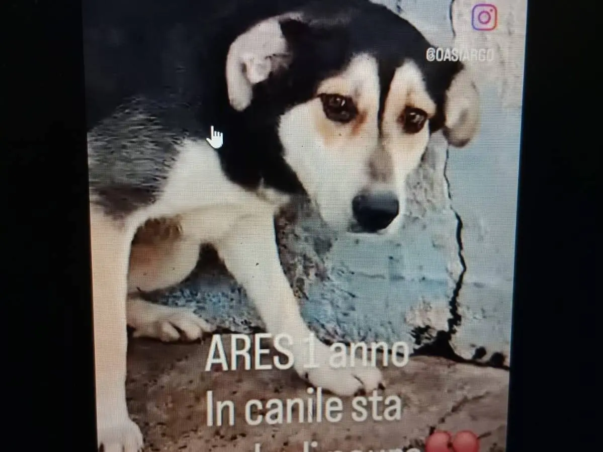 Adozione cane, maschio, Razza sconosciuta Razza sconosciuta, 2 anni e 9 mesi, taglia media, Crotone