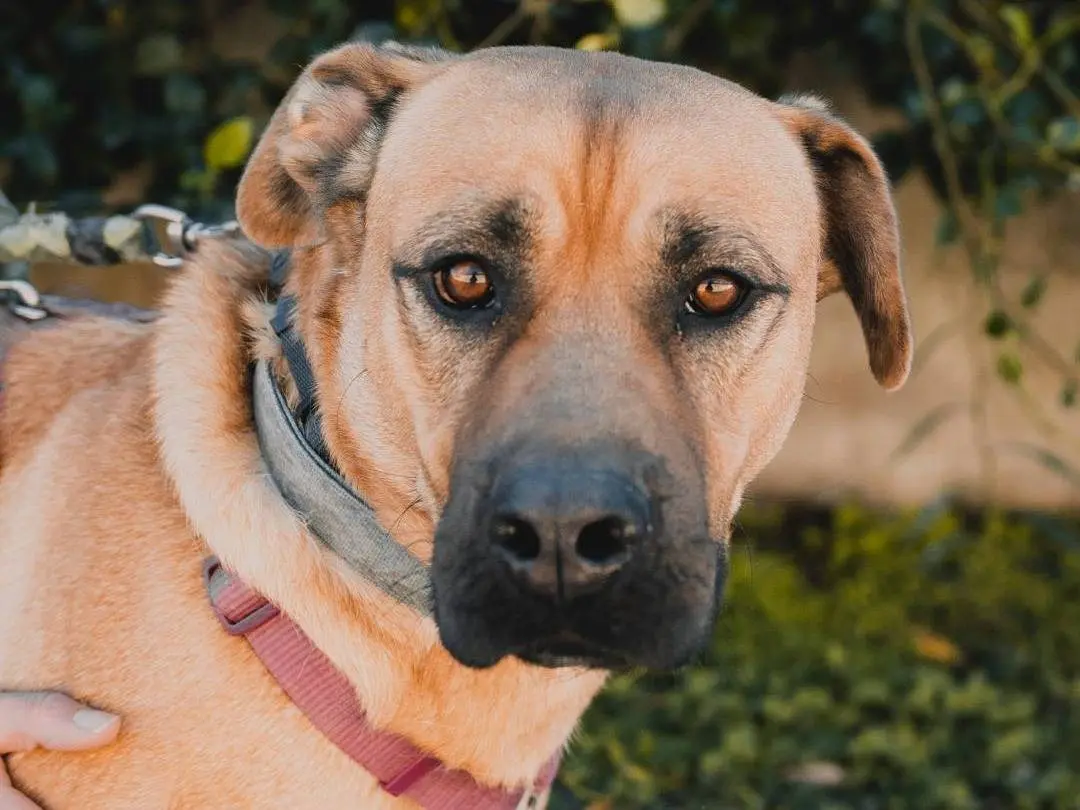 Adozione cane, maschio, Razza sconosciuta Razza sconosciuta, 5 anni e 8 mesi, taglia gigante, Caserta