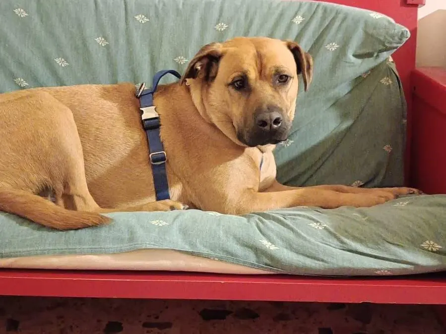 Adotta un cane, maschio, 5 anni e 8 mesi, Caserta